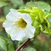 Strobilanthes hookeri Nees